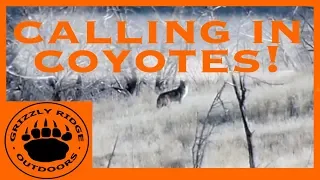 Predator Hunting | Coyotes | The RUSH and EXCITEMENT of my first Coyote Hunt!