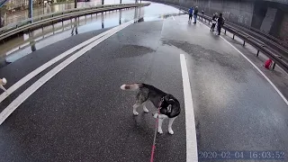 Huskys beim Hochwasser SAARBRÜCKEN