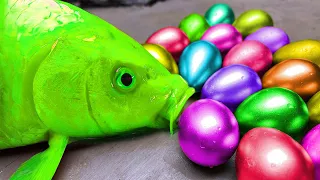 무지개 물고기 Satisfying Stop Motion Colorful Catfish Eggs Carp Fishing - 화려한 잉어 잉어 낚시 | 재미있는 스톱 모션 만화