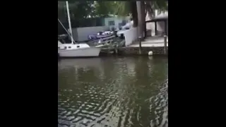 Shark in river Miami