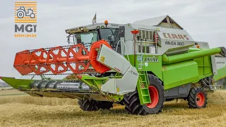 Claas Mega 360 MGI Bérmunkák [2022] Búza aratás