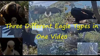 Eagle 🦅Shadow in Big Bear followed by Eaglet Feedings of Golden and White-Tailed Babies May 15, 2024