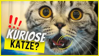 20 kuriose Katzen-Fakten, die dich sofort glücklich machen!