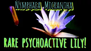 The Rare & Mythically Hallucinogenic - Egyptian Purple / Blue Lotus ( Lily ) Nymphaea Micrantha