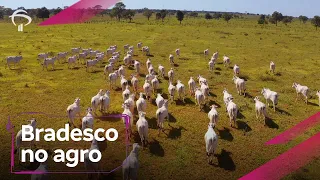 Bradesco no Agro