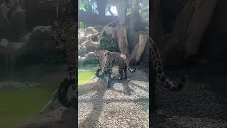 Jaguars - Diamante Eco Adventure Park