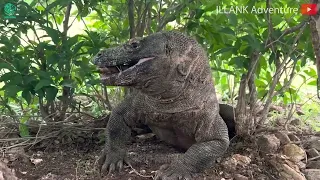 Crazy Komodo Dragon Fights Crocodiles To Defend Territory | Who Will Win?