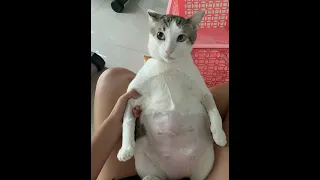 CRAZY CATS 😹| Funny and Cute Cat videos to Cheer Up your Weekend 2021!