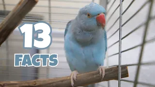 13 cool Indian ringneck facts