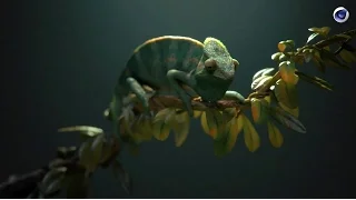 VERSUS: Using Cinema 4D to bring animals alive in still lifes / Fred Huergo (ManvsMachine)