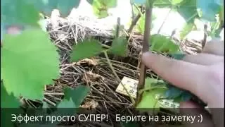 Вызревание виноградной лозы под плёнкой, ускоряем вызревание саженцев винограда