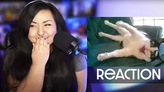 Shandab3ar Reacts: Try Not To Laugh - Funny Cats And Dog Reactions 😹