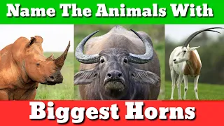 BIGGEST HORNS | 10 + Animals With The Biggest Horn In The World | The animals with biggest horns