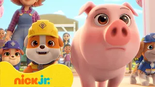 Rubble i jego Ekipa | Rubble ratuje słodkie zwierzątka! 🐷 | Nick Jr. Polska