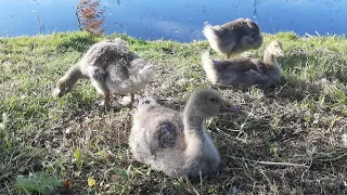 Как прошел день гусят на воде?