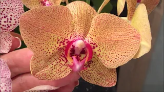 Орхидея - красавица Крис цветёт, сравним её с Клеопатрой и Карин Алоха . Немножко Тайсуко Джаспер))