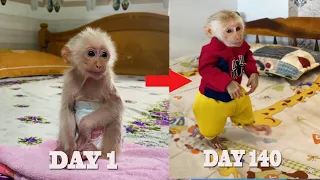 Abandoned Baby Monkey Max Adopting Process Adopting