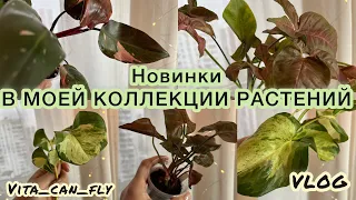 🌿ПОСЫЛКА С ПРЕКРАСНЫМИ РАСТЕНИЯМИ ОТ НАТАЛЬИ УСПЕНСКОЙ | НОВИНКИ РАСТЕНИЙ | СИНГОНИУМ | ЭПИФИЛЛУМ