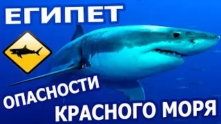 САМЫЕ ОПАСНЫЕ ⛔ ОБИТАТЕЛИ КРАСНОГО МОРЯ В ЕГИПТЕ | ЧАСТЬ1