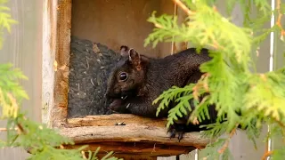 Sunday Morning Squirrels - 10 Hours - June 05, 2022