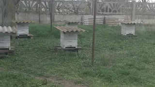 Разницу между пчелами кордован и бакфаст видно не вооруженным глазом :)