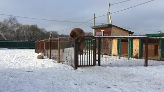 Вольер для тибетского мастифа