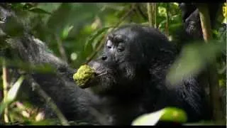 Chimpanzee Blu-ray Trailer (Disneynature) (HD)