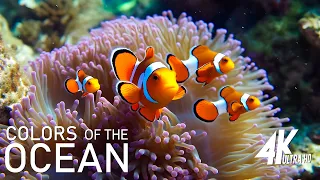 Aquarium 4K VIDEO (ULTRA HD) - Beautiful Coral Reef Fish - Sleep Relaxing Meditation Music #49
