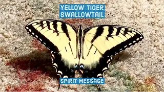 The REAL Yellow Tiger Swallowtail Spiritual Meaning 👐 #shorts