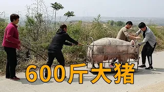 The price of live pigs rebounded, how much can 600 kilograms of big pigs sell?