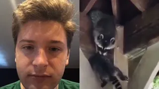 Batcoon vs momcoon