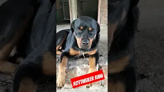 Rottweiler cute dog #shorts #short #shortvideo