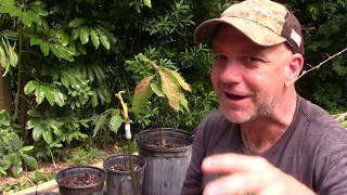 Avocado Tree from Seed to Fruit
