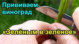 Прививка винограда "Зелёным в зелёное"