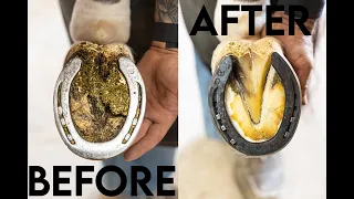 4K ASMR Farrier Restoration | Satisfying Horse Hoof Cleaning and Hoof Care"