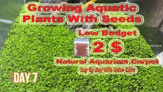 How to Make Aquarium Carpet 4K / Growing Aquatic Plants With Seeds / Day By Day Complete Guide Video