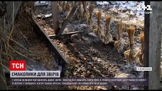 Вінницькі лісівники підгодовують диких звірів у лютий мороз