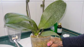 ЧТО НЕЛЬЗЯ ДЕЛАТЬ, если купили подмороженную орхидею! / Профилактическая обработка от вредителей.