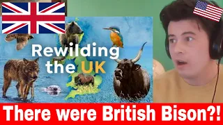 American Reacts Rewilding UK | How to Bring Wilderness Back to Britain