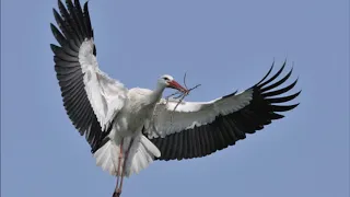 Ознакомление с окружающим. Журавль, аист, цапля. Часть 5