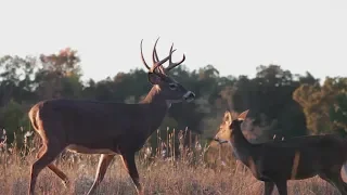 A Closer Look at Deer Vision