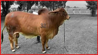 Red Brahman 🔴 Biggest BULLS AND COWS Of The World ✅ GT 🏆 113