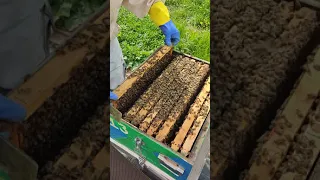 Πώς ελέγχουμε αν έρχεται μέλι στην κυψέλη - Μελισσοκομία 2022 - Πορτοκαλιά