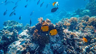 Lindos peixes relaxantes de recifes de corais - Música relaxante para meditação do sono.
