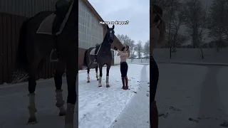 He’s a giant 😳🐴❄️ #equestrian #horse #horseriding