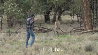 강아지 괴롭히던 캥거루 맞은후 아빠불러옴 (Kangaroo vs. Human)
