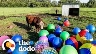 Mom Will Do Anything To Make Her Bull Happy | The Dodo