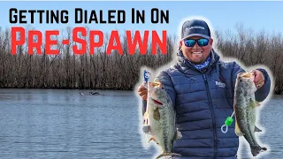 THIS Is How To Find PRE-SPAWN Bass Up Shallow!!