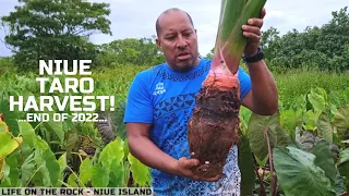 Taro Farming On Niue Island, Last Taro Harvest  Before 2023!