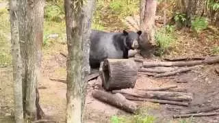 Girl Hunting Black Bear with a Bow